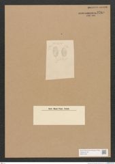Diatomeae indet. Zeichnungen Sammlung Grunow Nr. 3769 (NHMW-BOT-W0371430)